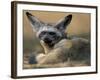 Bat Eared Fox Rests on Savanna, Masai Mara Game Reserve, Kenya-Paul Souders-Framed Photographic Print