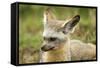 Bat Eared Fox-null-Framed Stretched Canvas