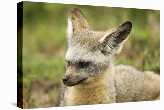 Bat Eared Fox-null-Stretched Canvas