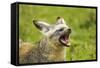 Bat Eared Fox-null-Framed Stretched Canvas