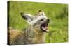 Bat Eared Fox-null-Stretched Canvas