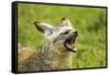 Bat Eared Fox-null-Framed Stretched Canvas