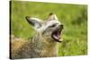 Bat Eared Fox-null-Stretched Canvas