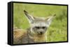 Bat Eared Fox-null-Framed Stretched Canvas