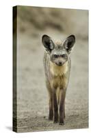 Bat Eared Fox-null-Stretched Canvas