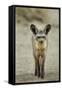 Bat Eared Fox-null-Framed Stretched Canvas