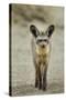 Bat Eared Fox-null-Stretched Canvas