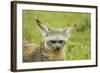 Bat Eared Fox-null-Framed Photographic Print