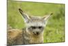 Bat Eared Fox-null-Mounted Photographic Print