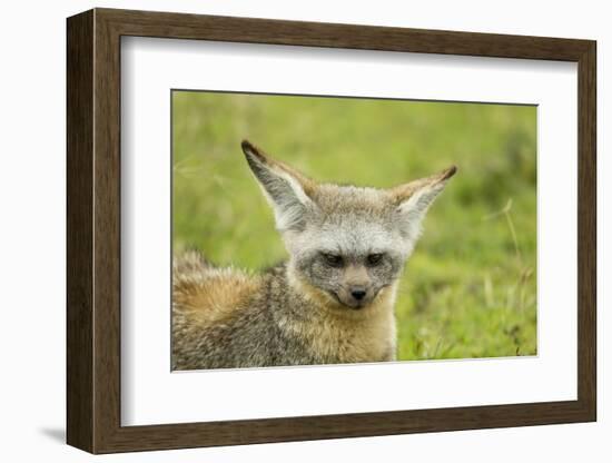 Bat Eared Fox-null-Framed Photographic Print