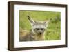 Bat Eared Fox-null-Framed Photographic Print