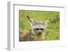 Bat Eared Fox-null-Framed Photographic Print