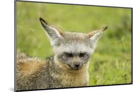 Bat Eared Fox-null-Mounted Photographic Print