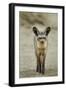 Bat Eared Fox-null-Framed Photographic Print