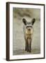 Bat Eared Fox-null-Framed Photographic Print