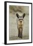 Bat Eared Fox-null-Framed Photographic Print