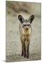 Bat Eared Fox-null-Mounted Photographic Print