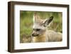 Bat Eared Fox-null-Framed Photographic Print