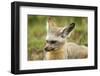 Bat Eared Fox-null-Framed Photographic Print