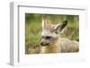 Bat Eared Fox-null-Framed Photographic Print