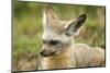 Bat Eared Fox-null-Mounted Photographic Print