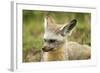 Bat Eared Fox-null-Framed Photographic Print