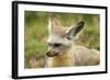 Bat Eared Fox-null-Framed Photographic Print