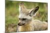 Bat Eared Fox-null-Mounted Photographic Print