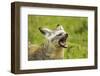 Bat Eared Fox-null-Framed Photographic Print