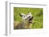 Bat Eared Fox-null-Framed Photographic Print