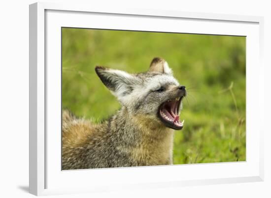 Bat Eared Fox-null-Framed Photographic Print