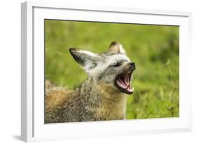 Bat Eared Fox-null-Framed Photographic Print