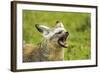 Bat Eared Fox-null-Framed Photographic Print