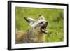 Bat Eared Fox-null-Framed Photographic Print