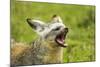 Bat Eared Fox-null-Mounted Photographic Print