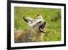 Bat Eared Fox-null-Framed Photographic Print