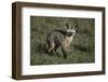 Bat-Eared Fox-DLILLC-Framed Photographic Print