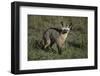 Bat-Eared Fox-DLILLC-Framed Photographic Print