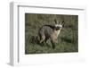 Bat-Eared Fox-DLILLC-Framed Photographic Print