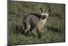 Bat-Eared Fox-DLILLC-Mounted Photographic Print