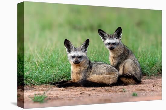 Bat Eared Fox-Vinaya Mohan-Stretched Canvas