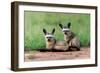 Bat Eared Fox-Vinaya Mohan-Framed Giclee Print