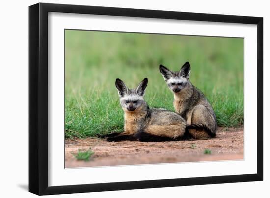 Bat Eared Fox-Vinaya Mohan-Framed Giclee Print