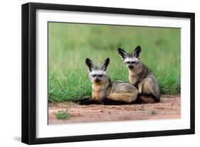 Bat Eared Fox-Vinaya Mohan-Framed Giclee Print