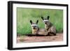 Bat Eared Fox-Vinaya Mohan-Framed Giclee Print