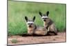 Bat Eared Fox-Vinaya Mohan-Mounted Giclee Print