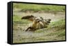 Bat Eared Foxes-null-Framed Stretched Canvas