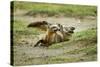 Bat Eared Foxes-null-Stretched Canvas