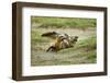 Bat Eared Foxes-null-Framed Photographic Print