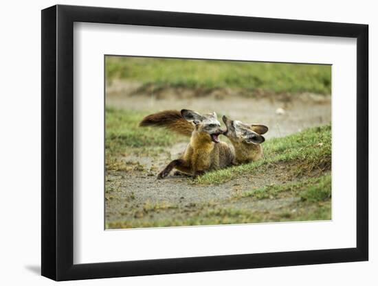 Bat Eared Foxes-null-Framed Photographic Print